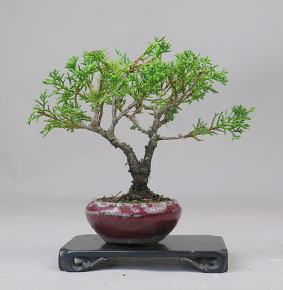 Bonsai de Juniperus chinensis