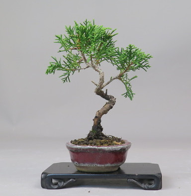 Bonsai de Juniperus chinensis