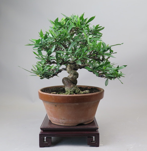 Bonsai de Gardenia