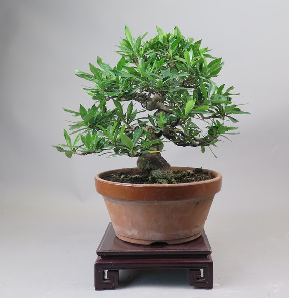 Bonsai de Gardenia