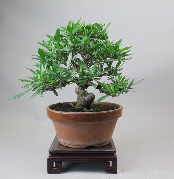 Bonsai de Gardenia