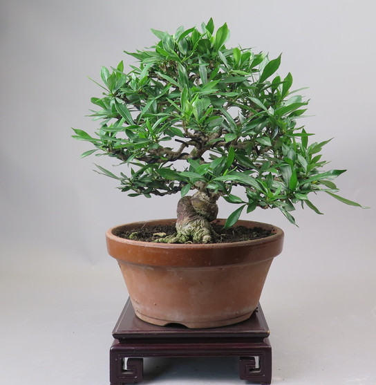 Bonsai de Gardenia