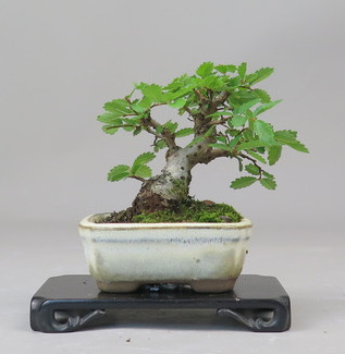 Bonsai de Celkova Nire