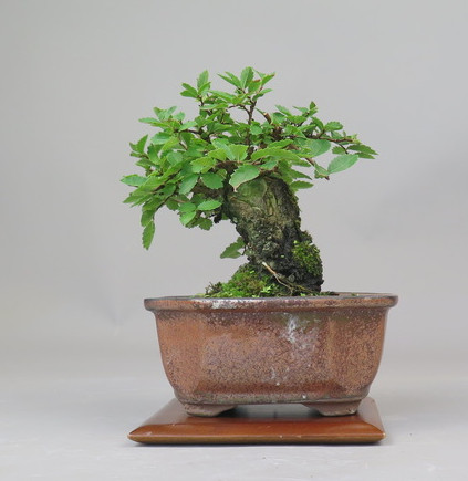 Bonsai de Celkova Nire
