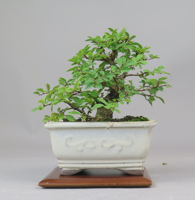 Bonsai de Celkova Nire