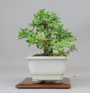 Bonsai de Celkova Nire