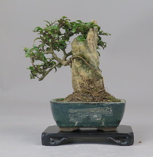 Bonsai de Lagerstroemia