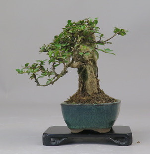 Bonsai de Lagerstroemia
