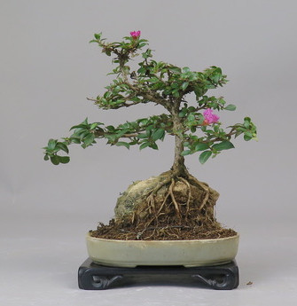 Bonsai de Lagerstroemia