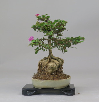 Bonsai de Lagerstroemia