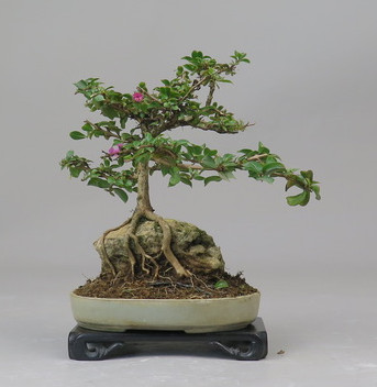 Bonsai de Lagerstroemia