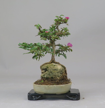 Bonsai de Lagerstroemia