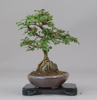 Bonsai de Lagerstroemia