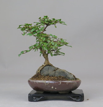 Bonsai de Lagerstroemia