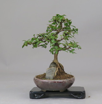 Bonsai de Lagerstroemia