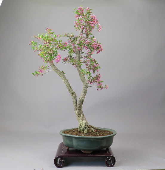 Bonsai de Malphigia