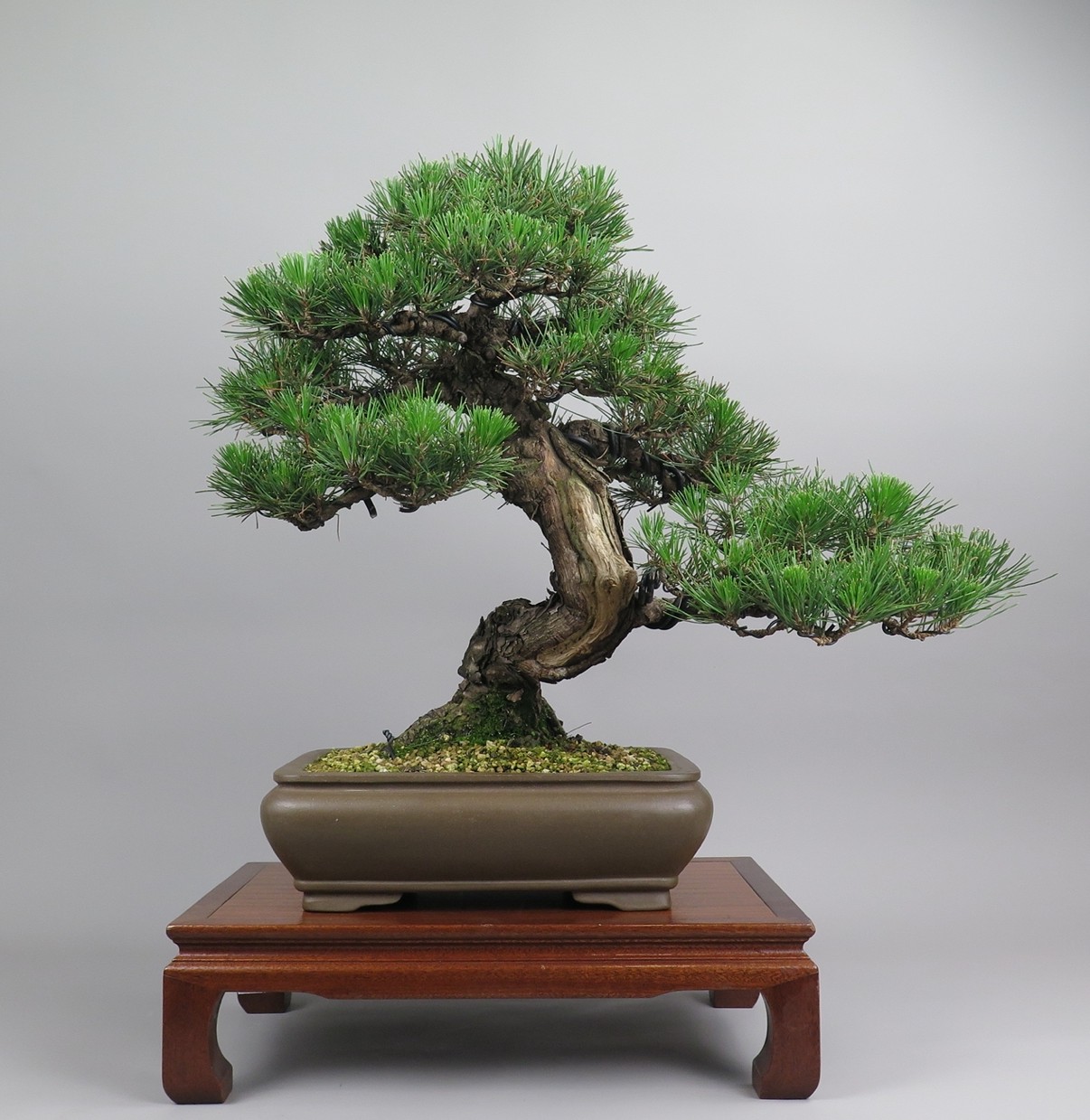Bonsai de Pinus tumbergii, frente
