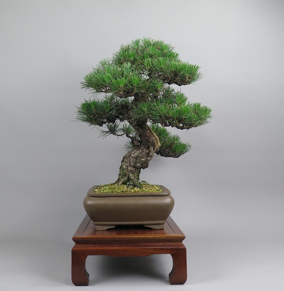 Bonsai de Pinus tumbergii, lateral derecho.