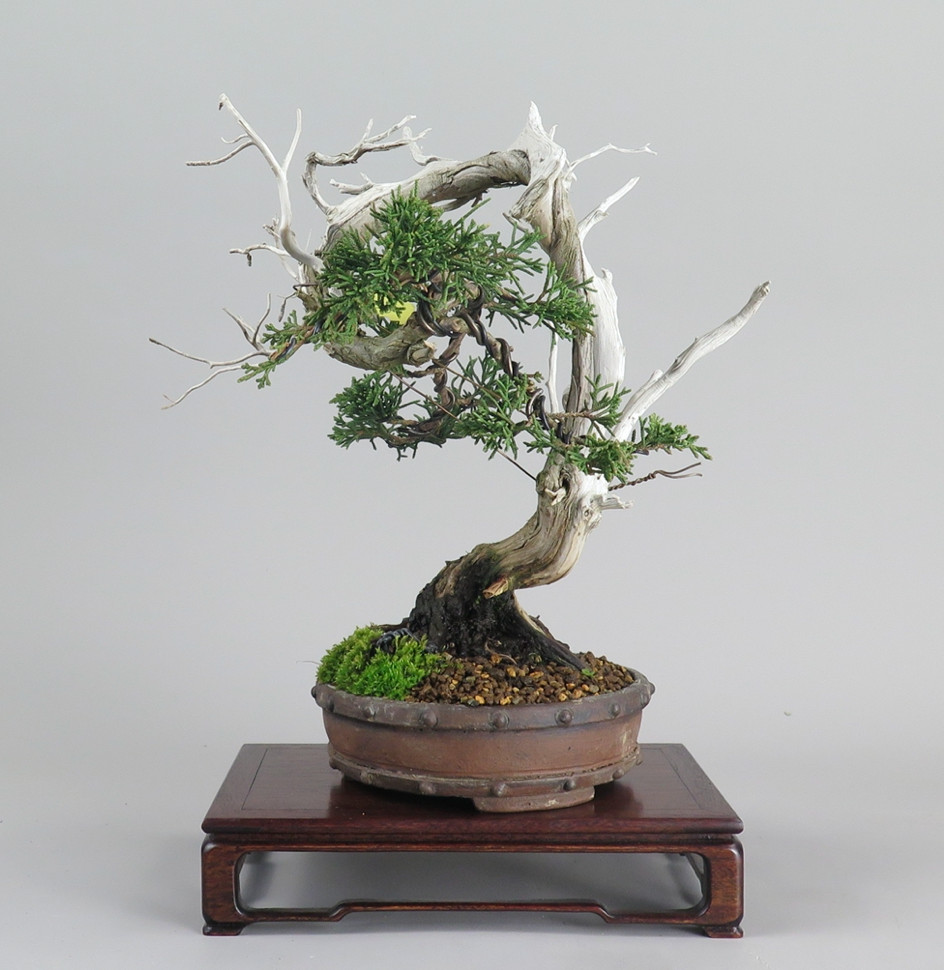 Bonsai juniperus chinensis