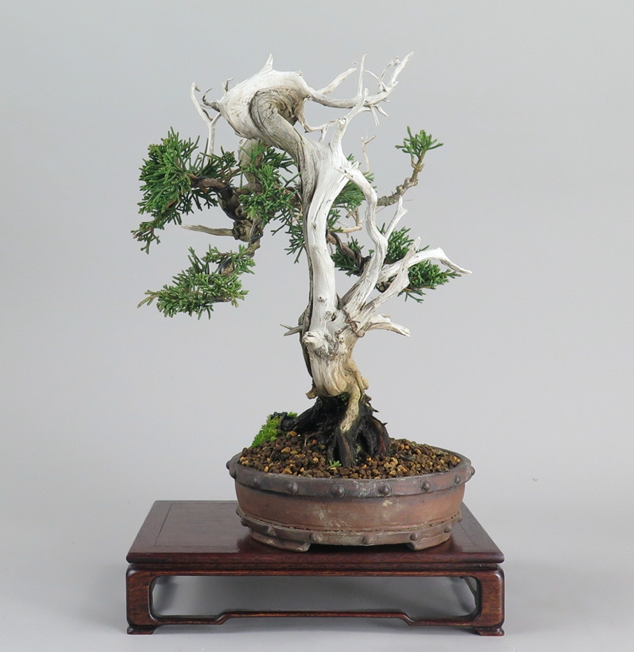 Bonsai juniperus chinensis