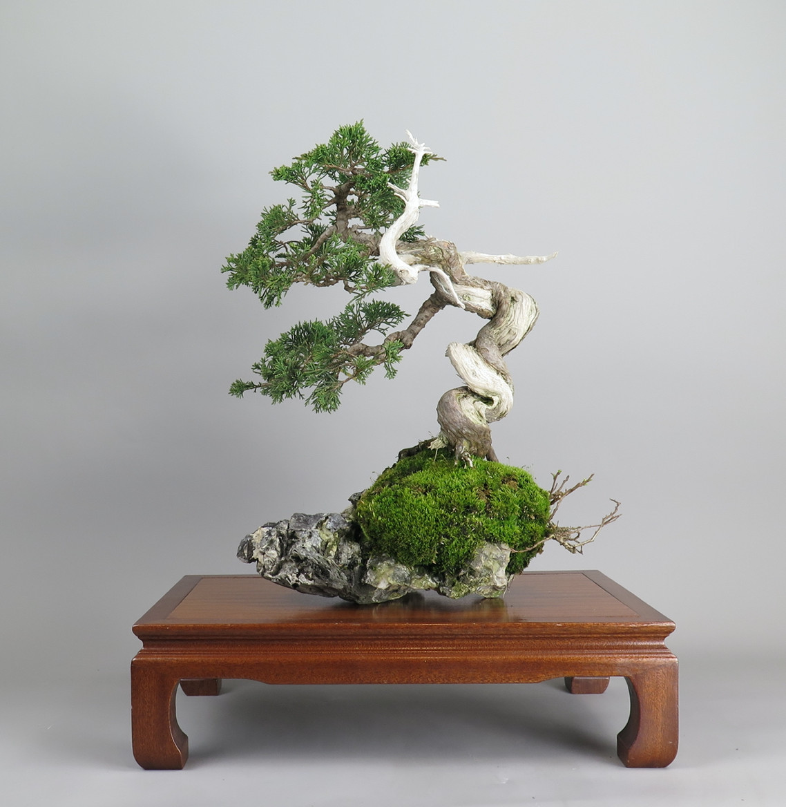 Ishitsuki de Juniperus chinensis itoigawa