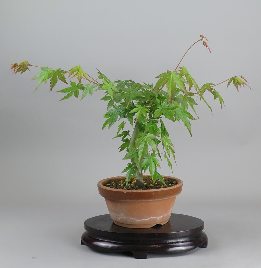 Prebonsai de Acer palmatum