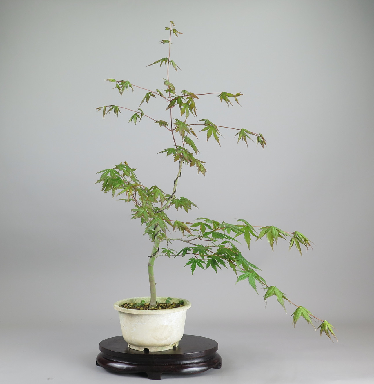 Prebonsai de Acer palmatum