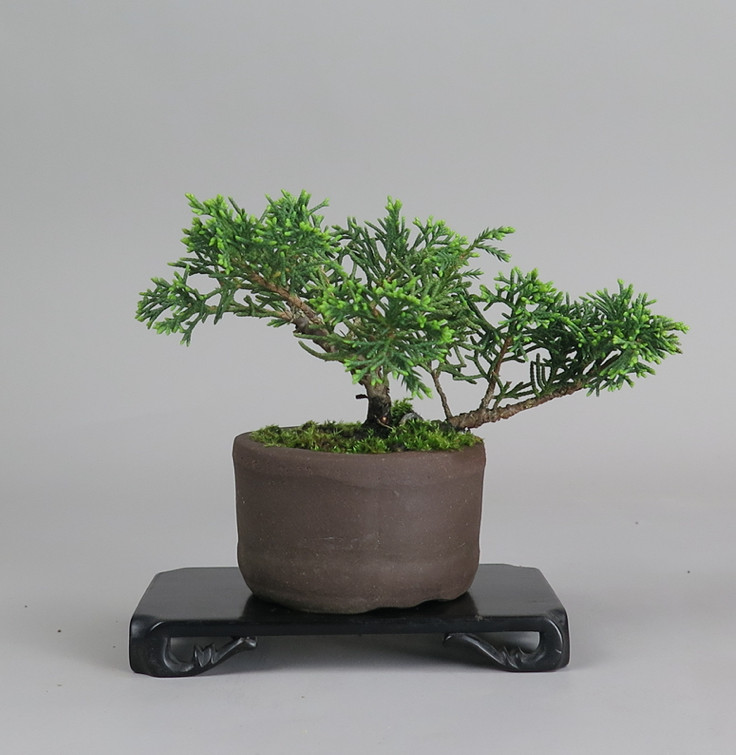 Bonsai de juníperus chinensis