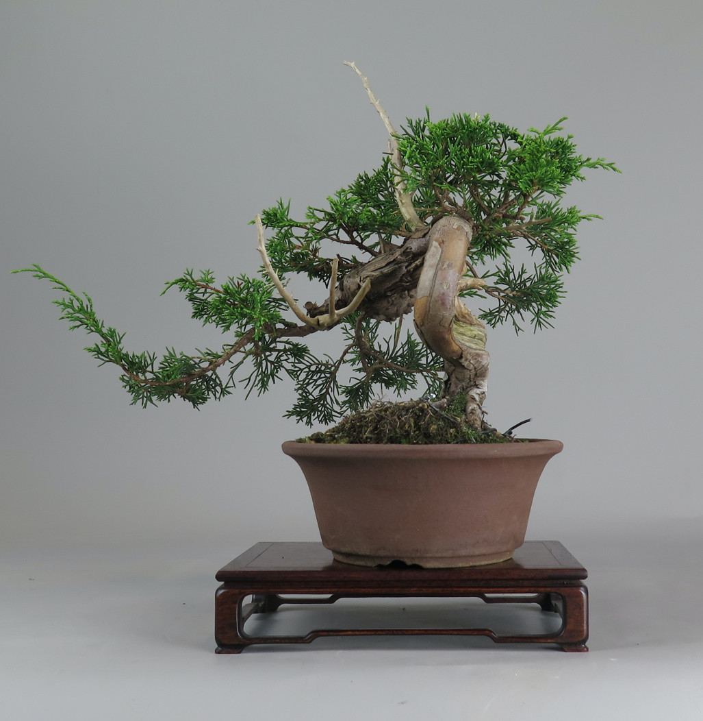 Bonsai de Juniperus chinensis