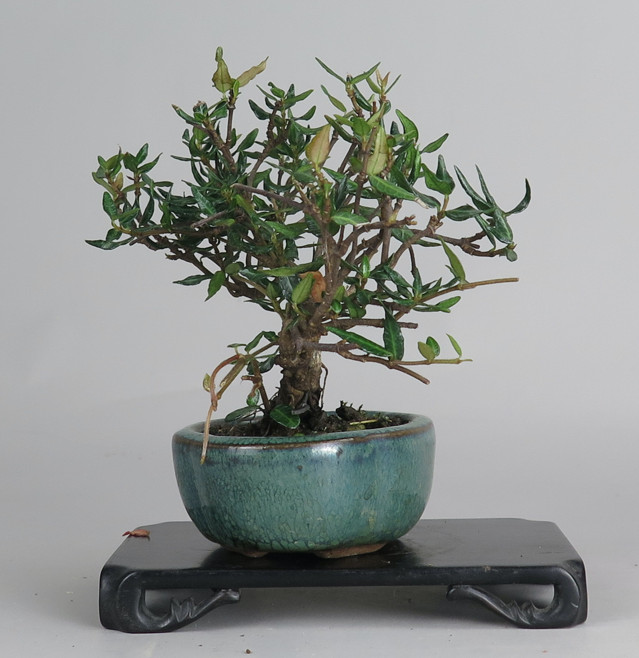 Bonsai de Trachelospermum