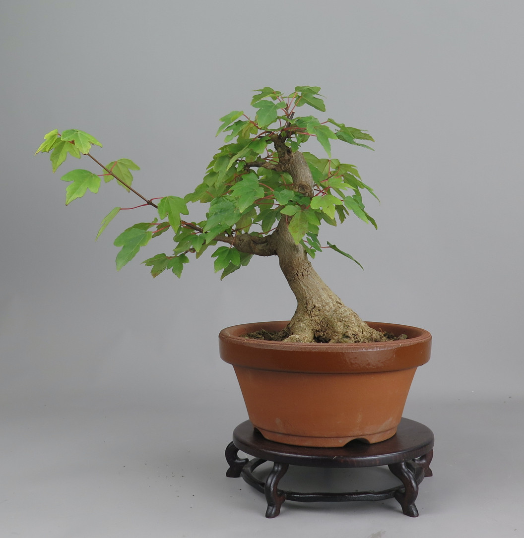 Bonsai de Acer buergerianum