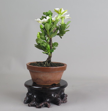 Bonsai de Gardenia