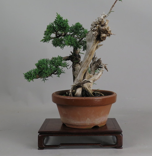 Bonsai de juníperus