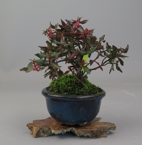 Bonsai de trachelospermum