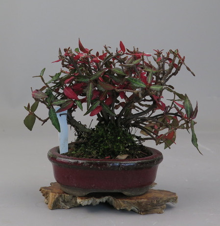 Bonsai de trachelospermum