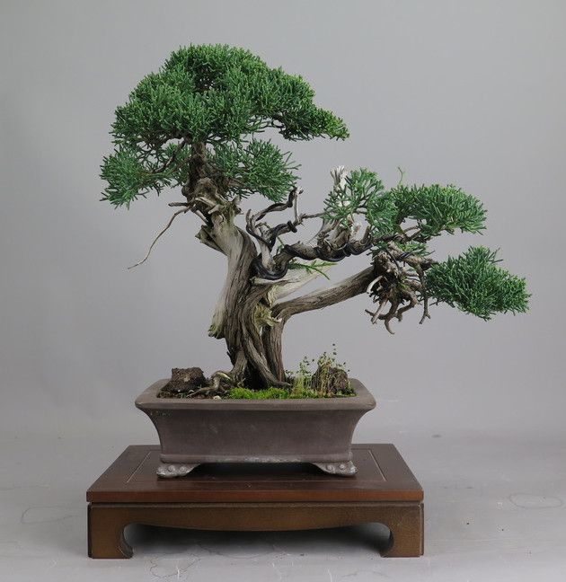 Bonsai de juniperus  chinensis