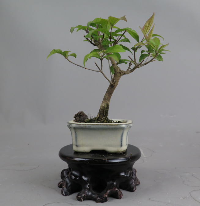 Bonsai de callicarpa