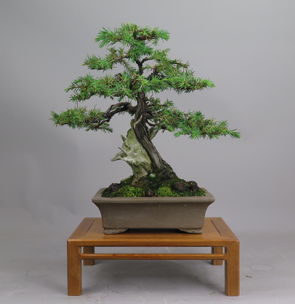 Bonsai de Juniperus rigida