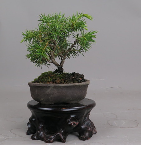 Bonsai de Juniperus rigida