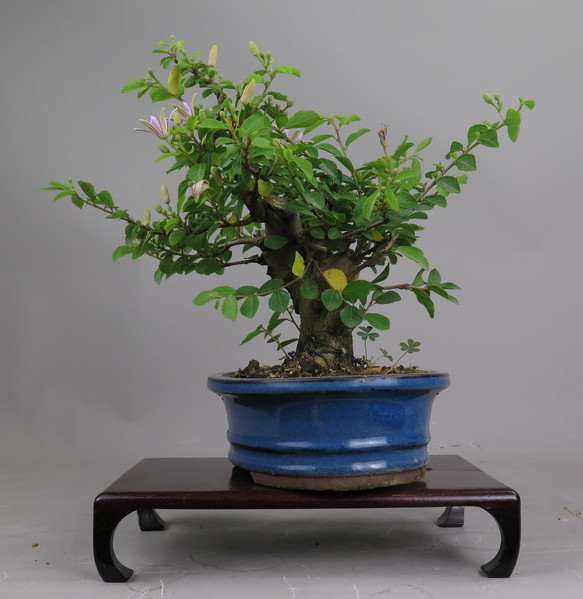 Bonsai de Grewia occidentalis
