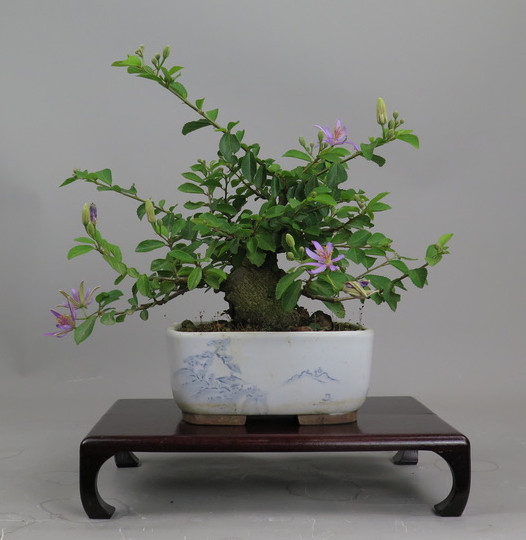 Bonsai de Grewia occidentalis