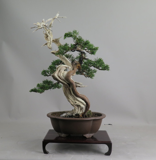 Bonsai de Juniperus chinensis