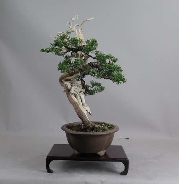 Bonsai de Juniperus chinensis