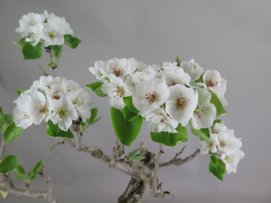 Bonsai de Peral