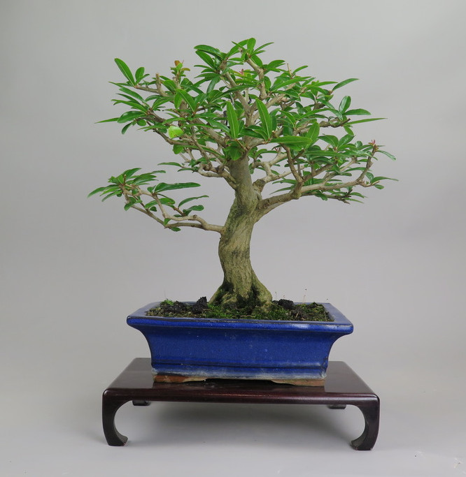 Bonsai de granado