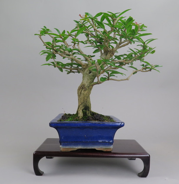 Bonsai de granado