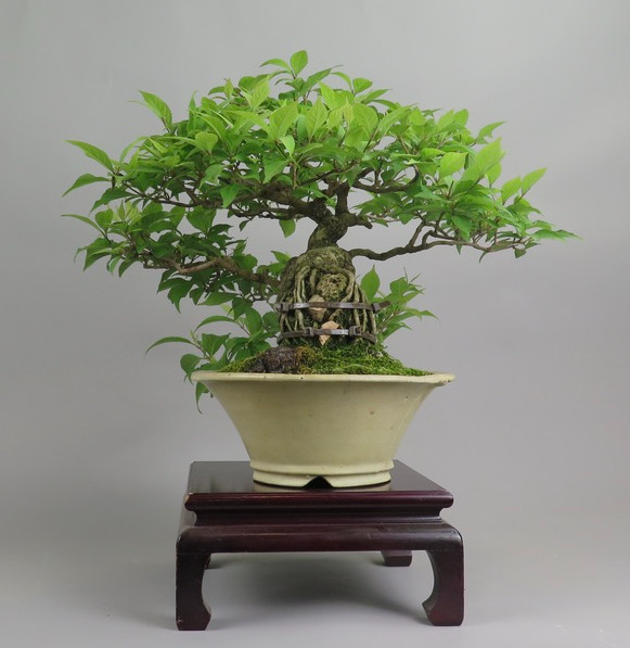 Bonsai de Callicarpa