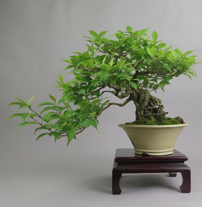 Bonsai de Callicarpa