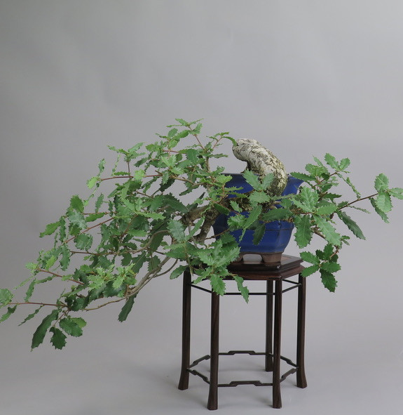 Bonsai de roble