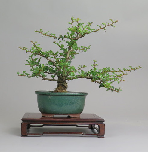 Bonsai de Chaenomeles